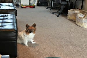 House Cleaning Tips House Cleaning Tips