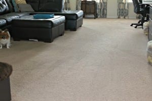 House Cleaning Tips House Cleaning Tips