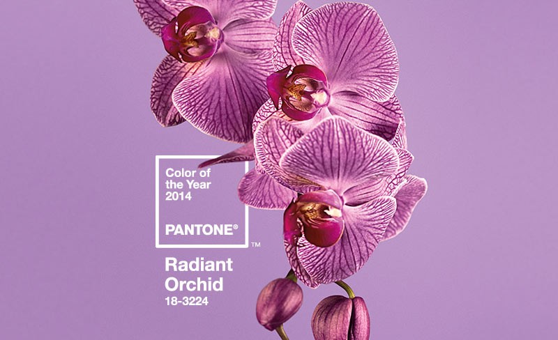 pantone-color-of-the-year-2014-radiant-orchid