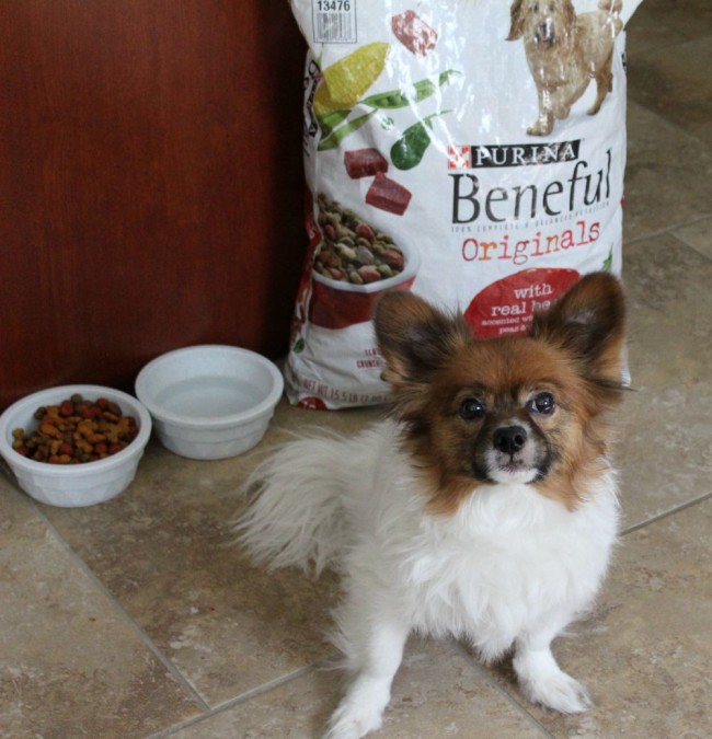 purina beneful-01