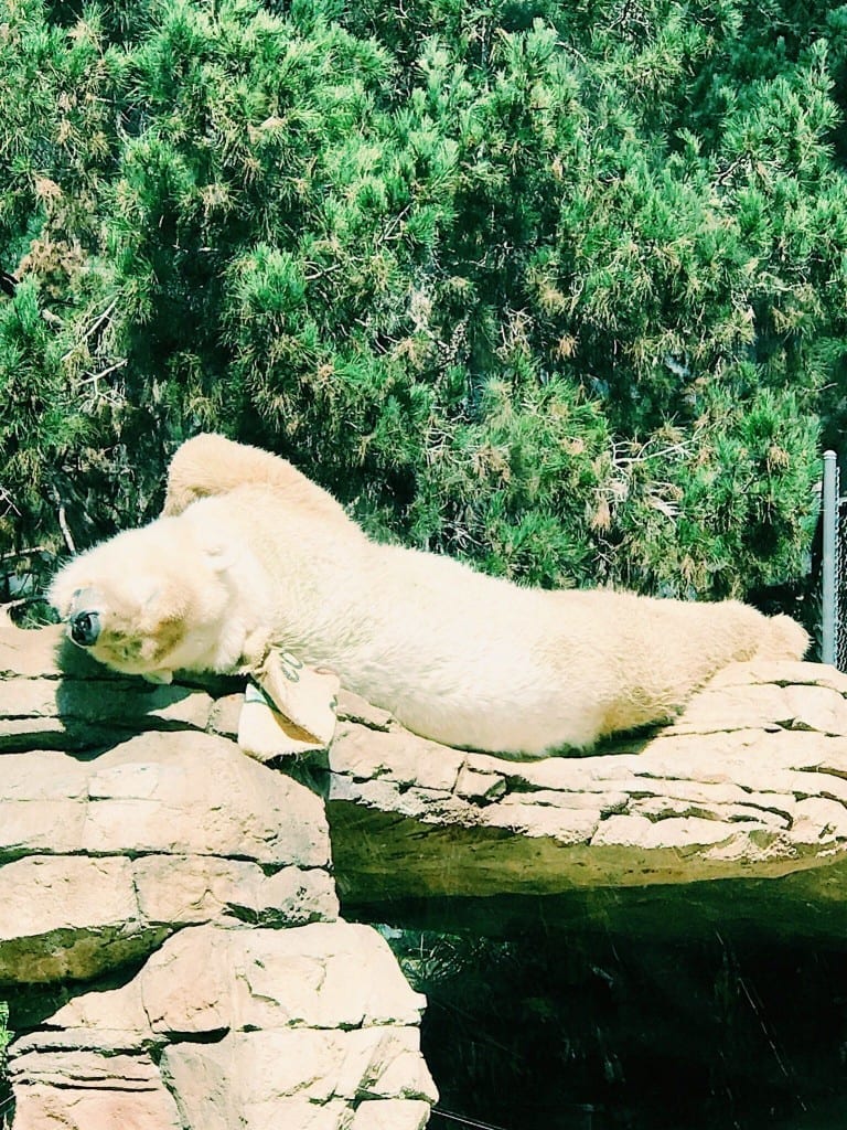 A polar bear lounging in the sun at the San Diego Zoo