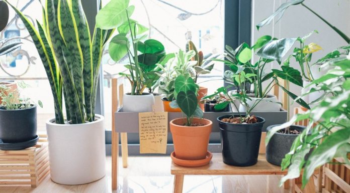 indoor gardening